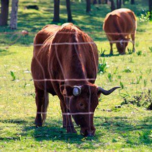 trripas de ternera para embutidos