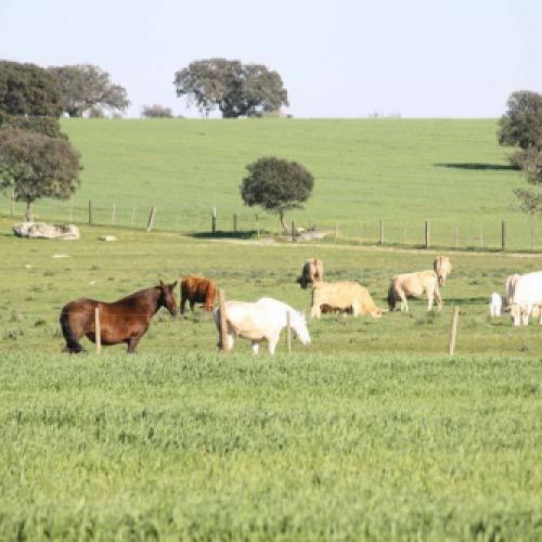tripas naturales para embutidos en caldes de monbui7