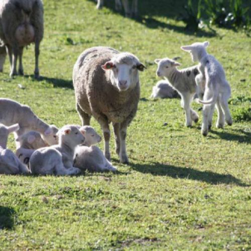 tripas naturales para embutidos en caldes de monbui8