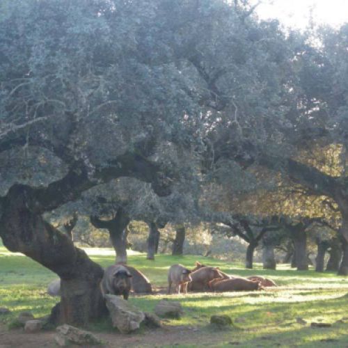 tripas naturales para embutidos en caldes de monbui5