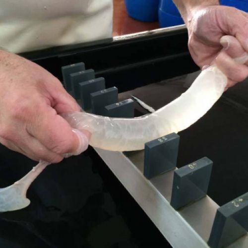 proceso de elaboración tripas para embutidos3