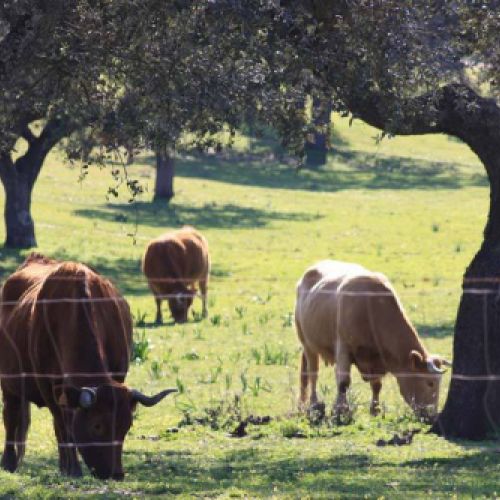 tripas naturales para embutidos en caldes de monbui6