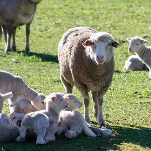 tripas de cordero para embutidos