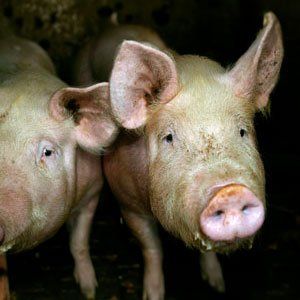 tripas de cerdo para embutidos