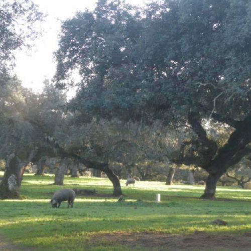 tripas naturales para embutidos en caldes de monbui4