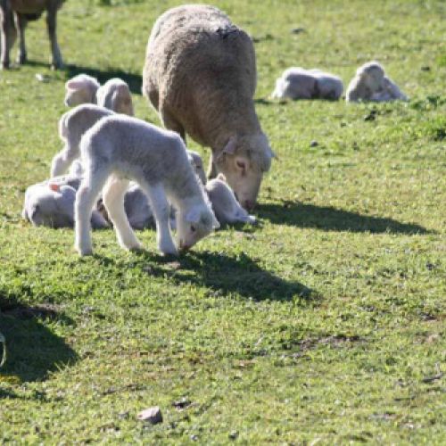 tripas naturales para embutidos en caldes de monbui9