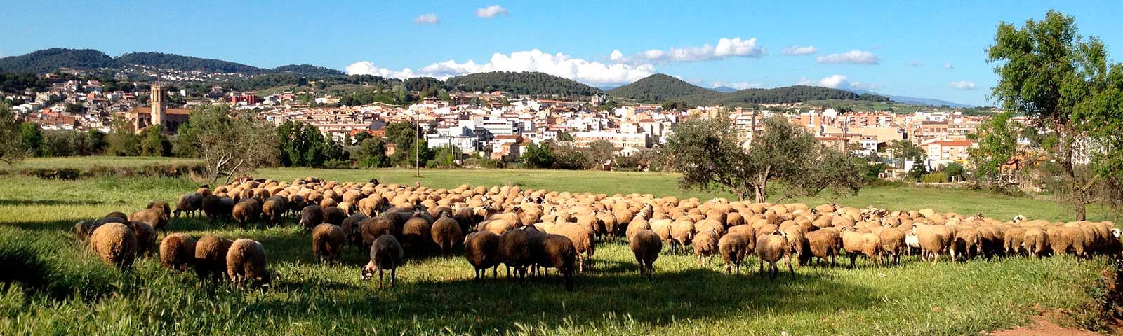 Tripas para fabricantes de embutidos en Caldes de Montbui