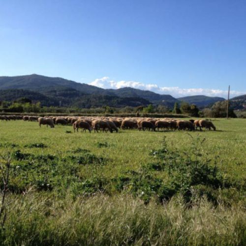 tripas naturales para embutidos en caldes de monbui1