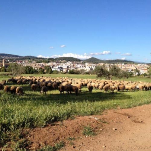 tripas naturales para embutidos en caldes de monbui2