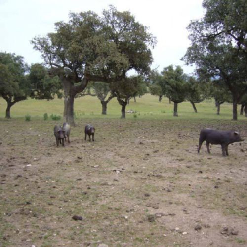 tripas naturales para embutidos en caldes de monbui3