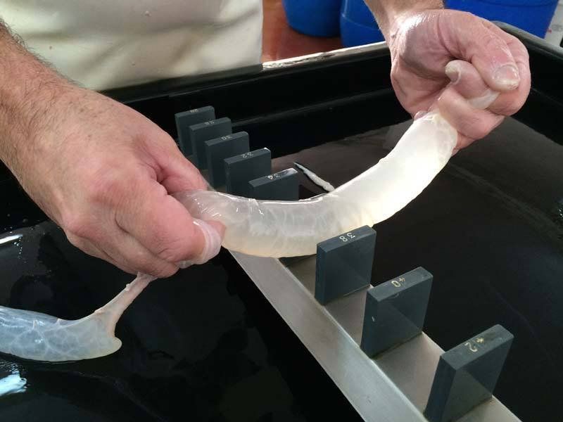 Budell natural per a embotits a Caldes de Monbui