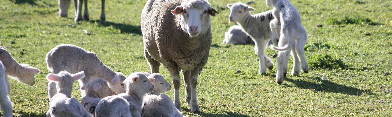 Tripas para fabricantes de embutidos en Caldes de Montbui